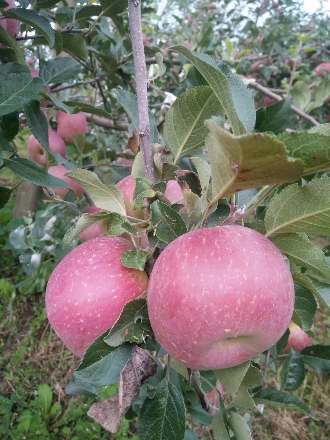 四川高原正宗的盐源冰糖心富士苹果，吃在嘴里甜在心里的那种！