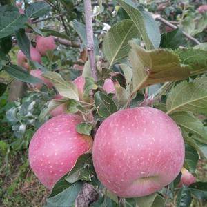 四川高原正宗的盐源冰糖心富士苹果，吃在嘴里甜在心里的那种...