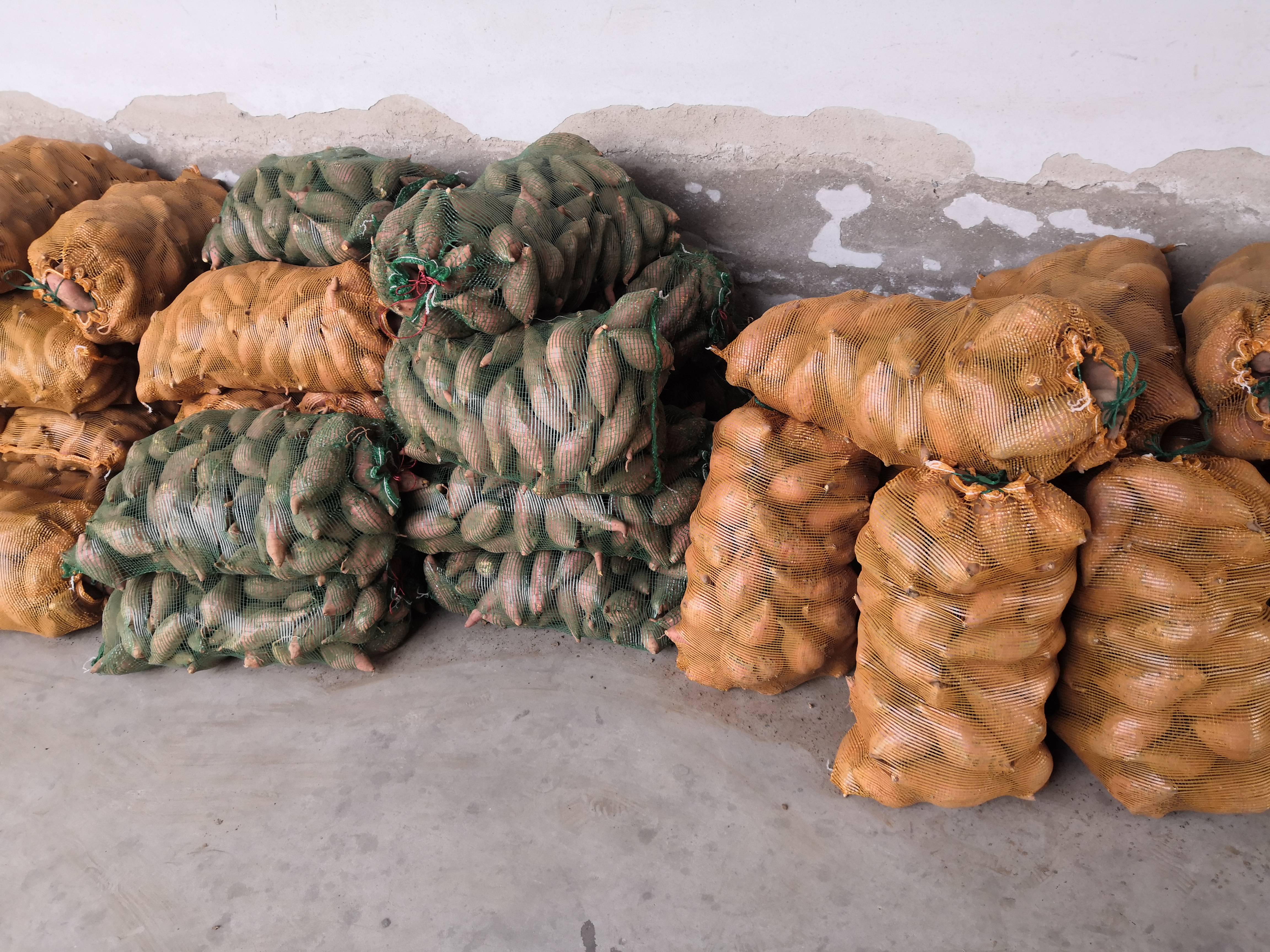 河北省邢台市内丘县大量供应优质红薯，品种有:烟薯25、西...