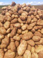 云南省丽江市丽薯6号，一代种大量批发，起批40000斤