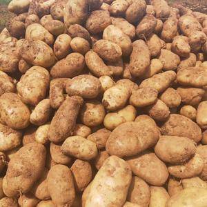 云南省丽江市丽薯6号，一代种大量批发，起批40000斤