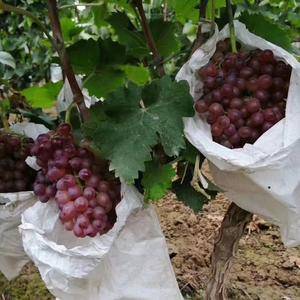自家种数十亩红宝石葡萄园，欢迎洽谈合作量大从优，微信：1...