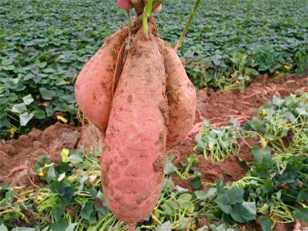 河北烟薯 长期大量供应 自家基地 沙土地种植，品质好，保...