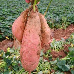 河北烟薯 长期大量供应 自家基地 沙土地种植，品质好，保...