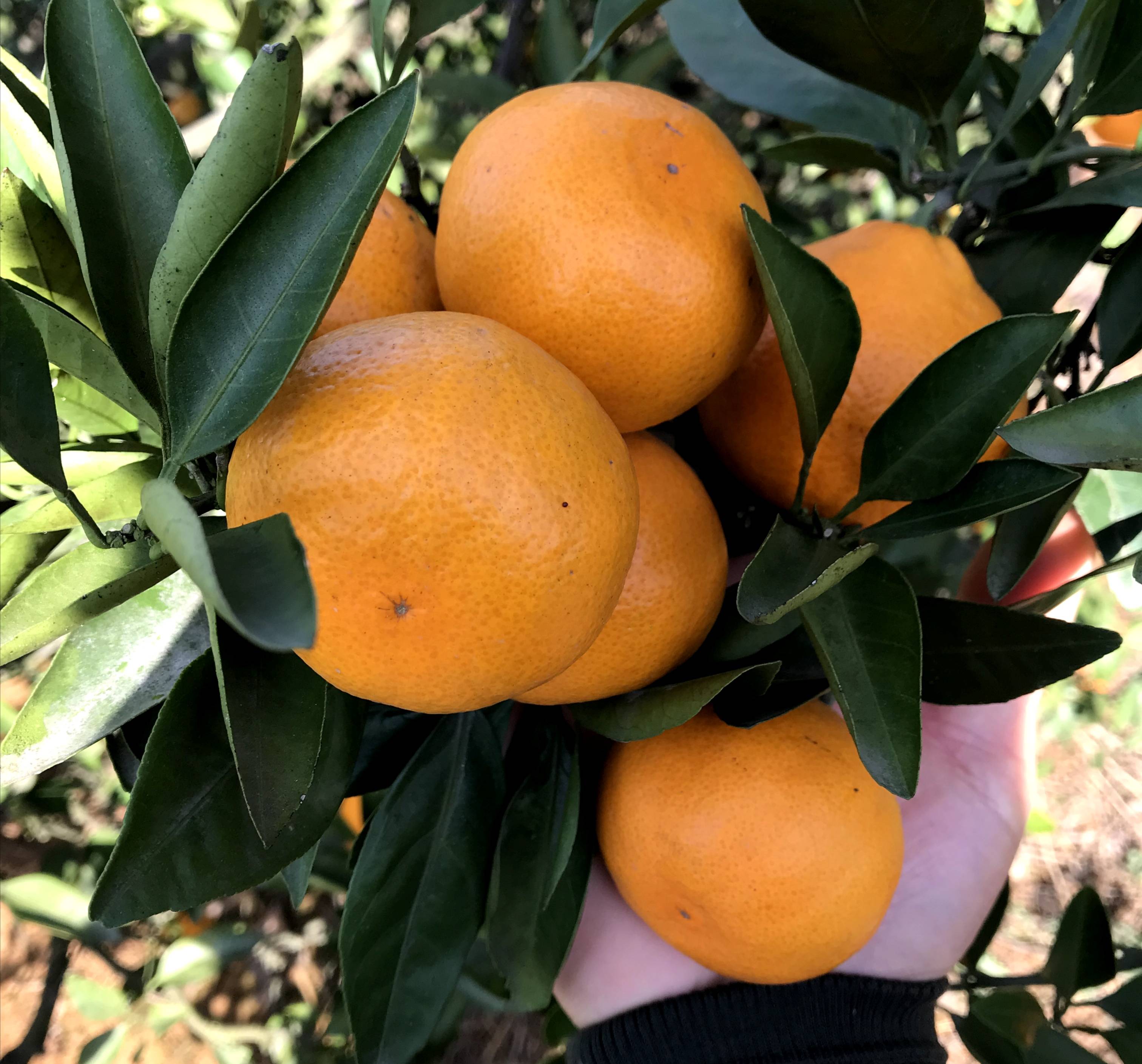 宜昌普早柑橘大量上市！