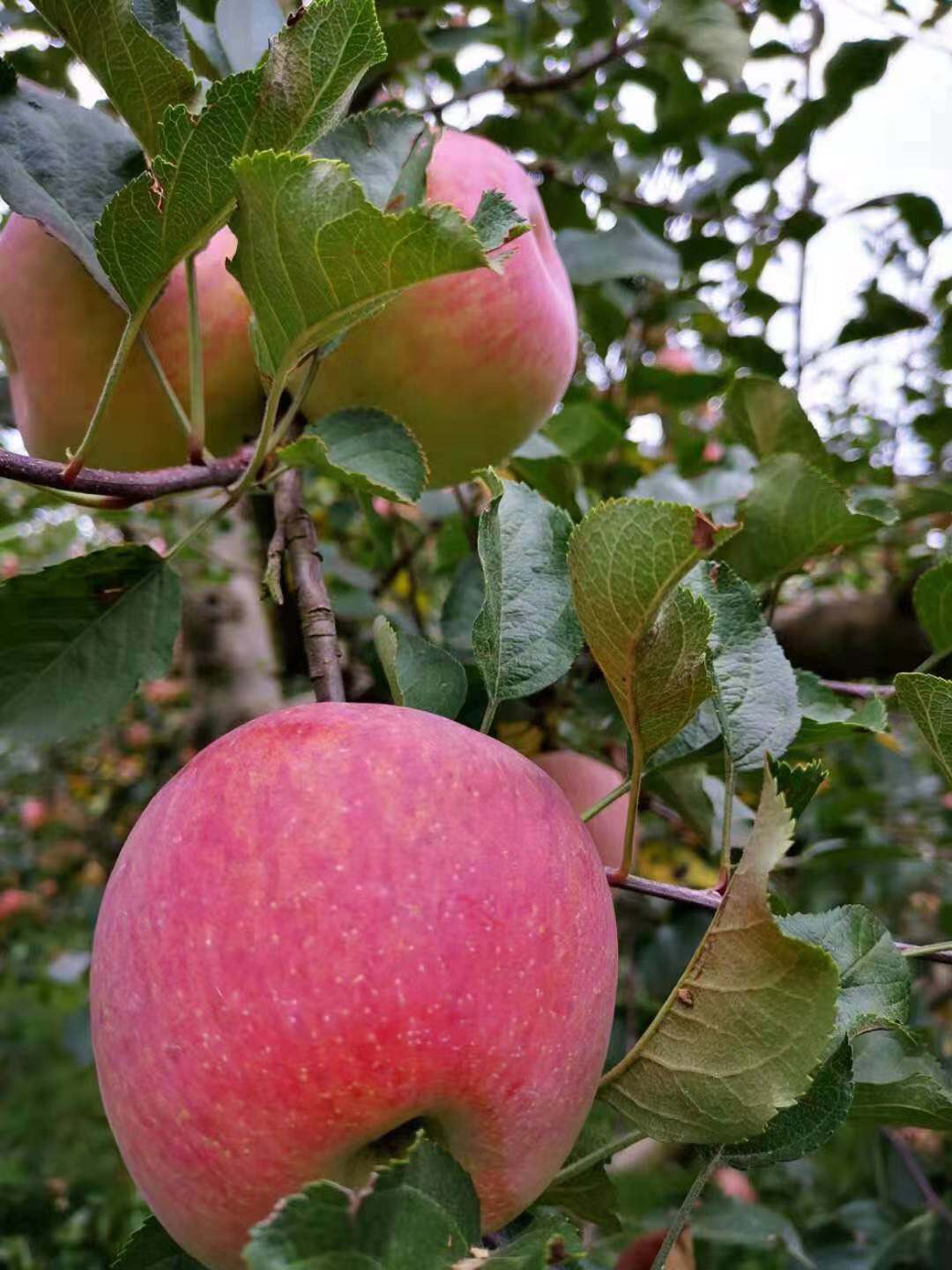 昭通原生态糖心苹果，90果，5.88/斤