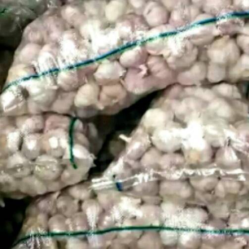 金乡大蒜1吨起批保质保量，另出售蒜种子，蒜苗，养蒜黄原半件，基地培育，质量优良！
