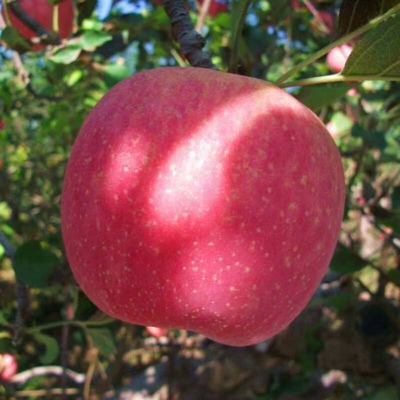 自家红富士成熟，欢迎订购，现摘现卖，苹果绝对自然生长成熟，黄土高原地形日照时间长，充分吸收光照，农家肥喂养，地井水灌溉，安全，健康，营养丰富。
脆甜可口，果香