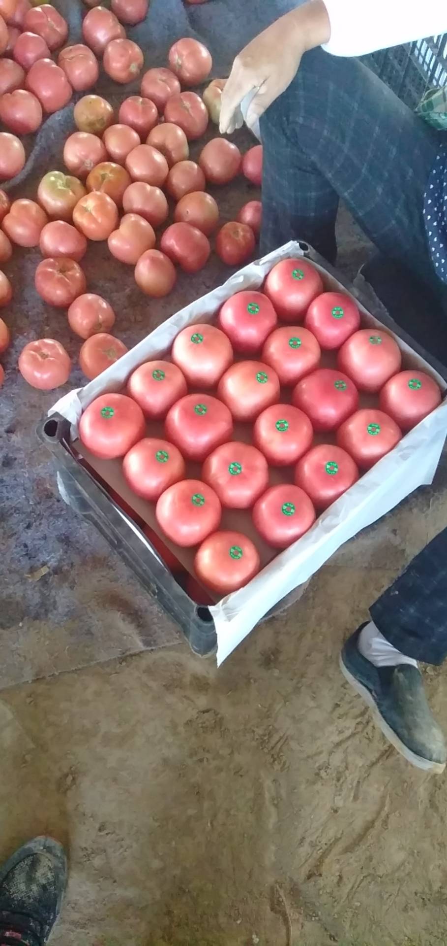 三弧以上硬粉西红柿大量上市