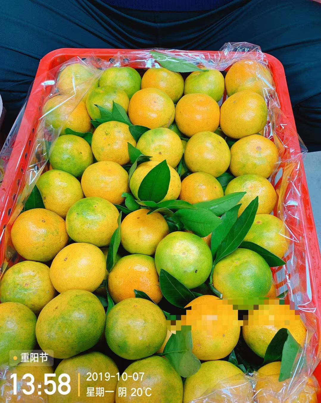 特早蜜橘大量销售中，果农一线交易，看园采果，诚信经营