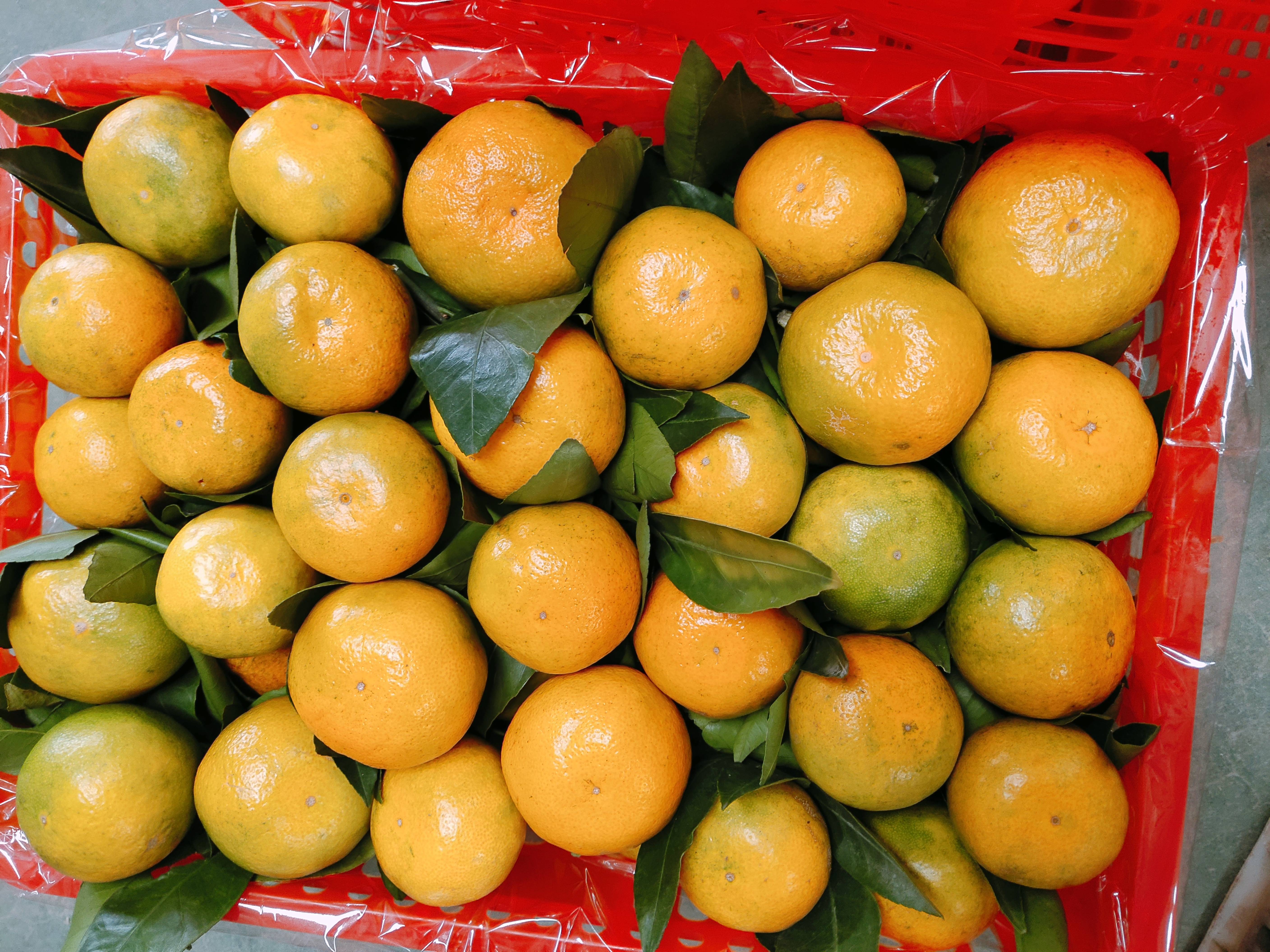 特早熟蜜橘产地直销，大量销售中，果园看货摘果，个大口感甜，果面靓丽
