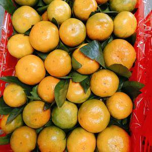 特早熟蜜橘产地直销，大量销售中，果园看货摘果，个大口感甜...