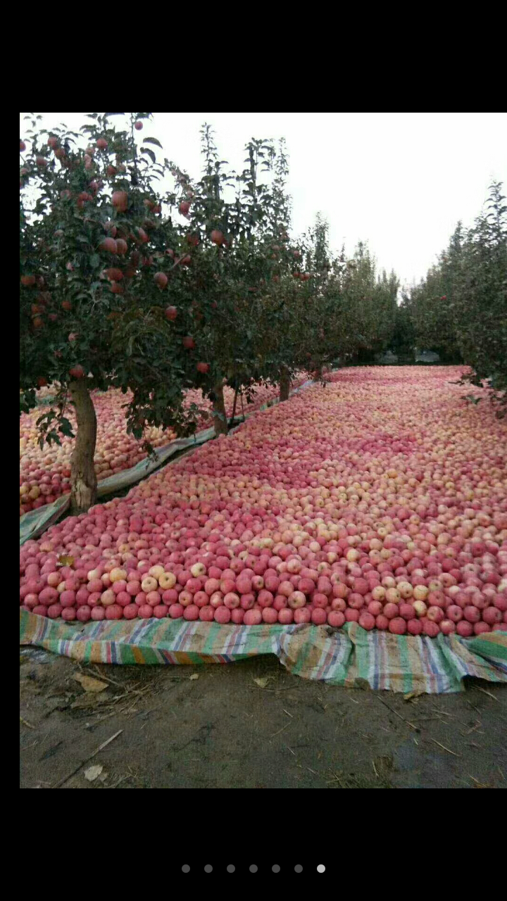 本人新疆阿克苏现有大量套袋光果冰糖心红富士苹果，并提供代办等一条龙服务联系18096912469
