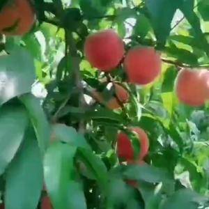 黄金蜜0号黄桃是郑州果树所最新育成的特早熟黄桃。我们这儿...