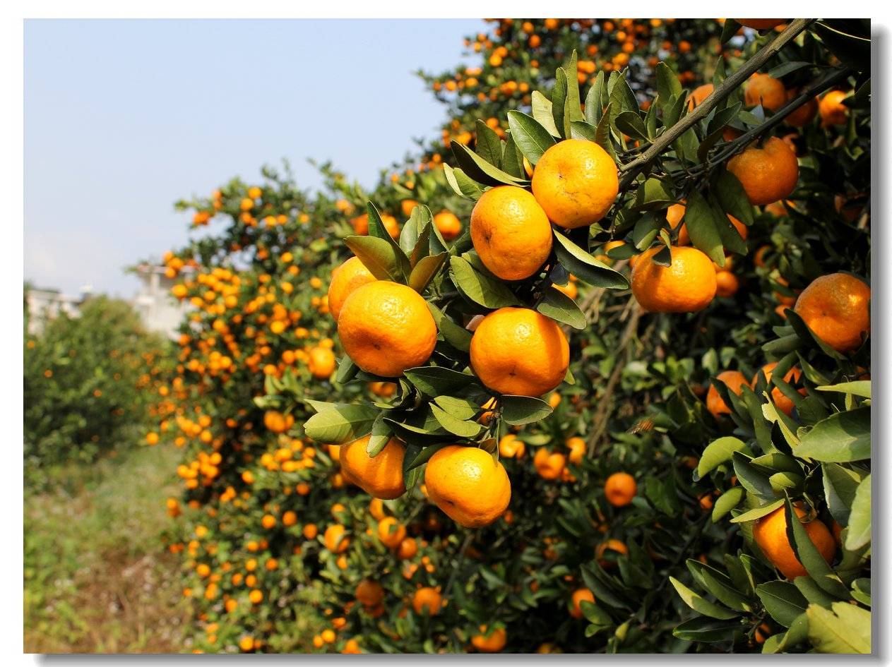 南丰蜜橘大量上市了，有需求的老板请联系。13767622837李引