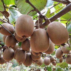 自家果园有皖金猕猴桃15000斤，近期开始采摘，欢迎有需...