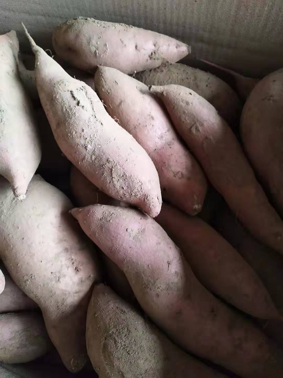 龙薯