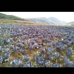 两百多吨紫甘蓝，求收购 ，地址，云南省红河州，可以自己去...