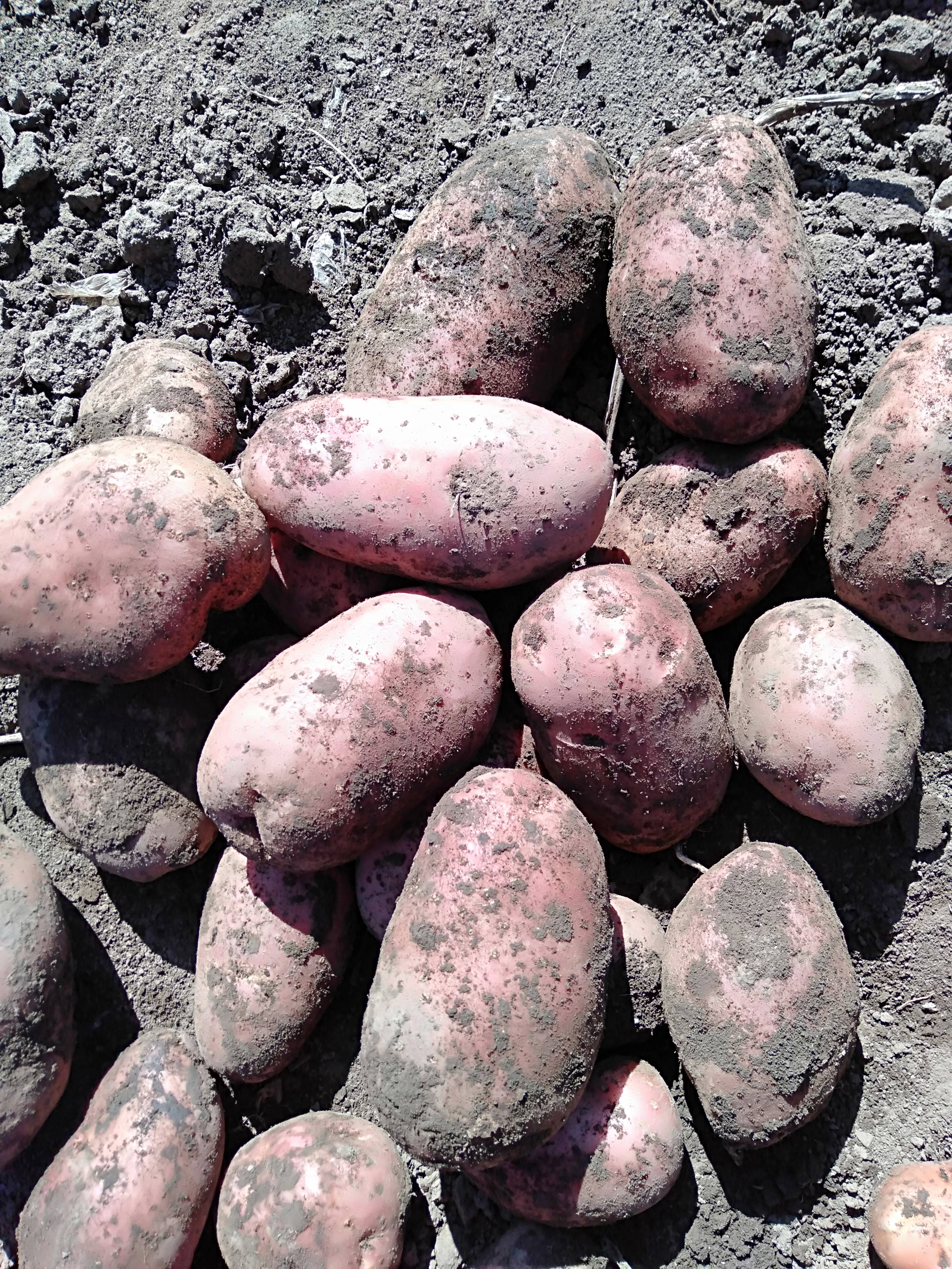 供应红皮土豆，可以送货，联系电话  13166504554