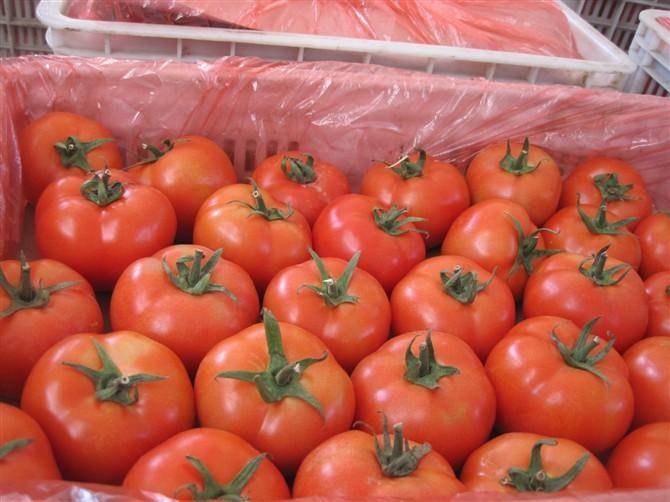 红河西红柿大量上市，1000公斤起批，小果1.7每公斤，欢迎来电咨询