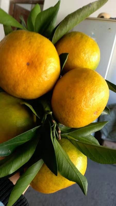 自家桔林出售石门柑橘，碰柑，橙子，柚子。味道回味无...