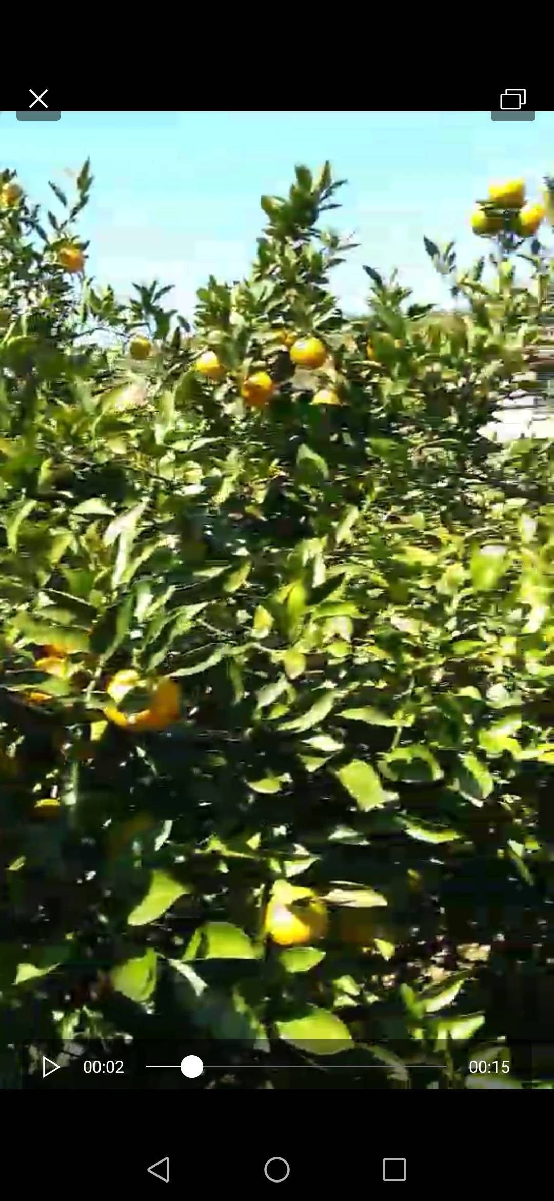 自家桔林出售石门柑橘，碰柑，橙子，柚子。味道回味无穷。（17873911155）微信同号，