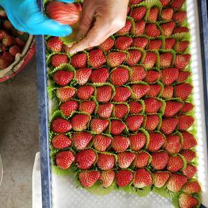 红颜草莓大量上市欢迎订购18116030398