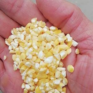 供应黄糯玉米干粒，粘玉米干粒，粘糯玉米碴