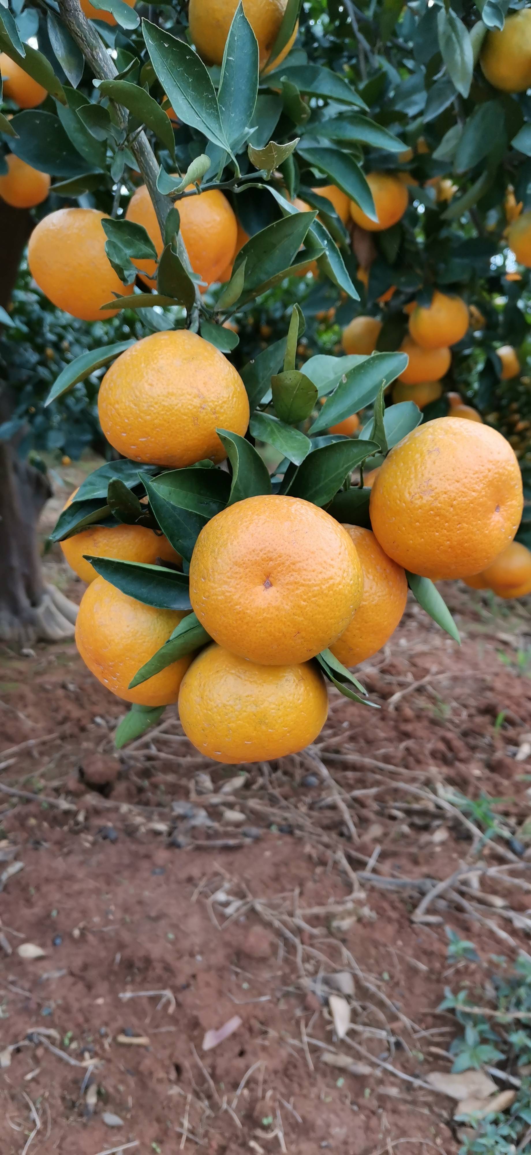 宜昌柑橘大量上市