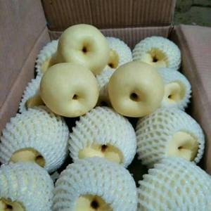 山西省平遥县大量酥梨出售，有需要收购酥梨的联系啊