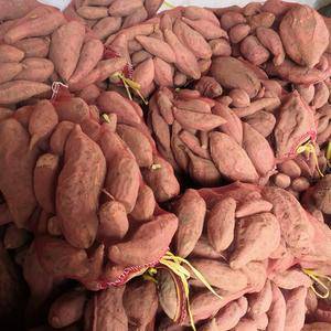 烟薯25两万斤，出售，德州平原县18765509380
