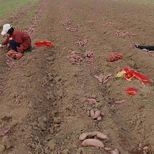 十多亩西瓜红红薯，已打包好，有需要的电联:1996990...