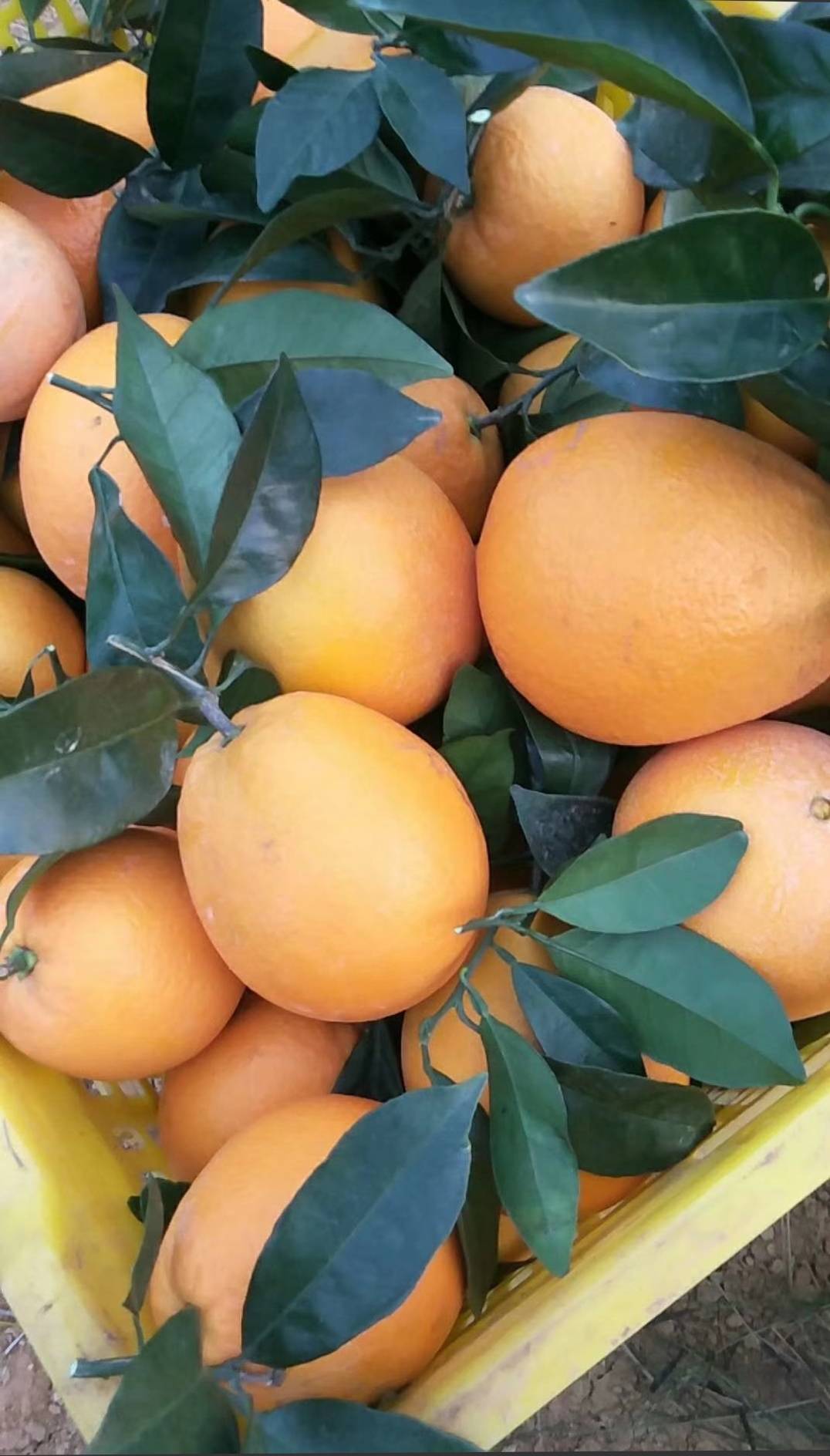 (18176781208）几十亩地的爱媛38号果冻橙，脐橙。有意者联系我，我在果园里

零售的（包邮），送礼的(包邮)，批发的，都可以联系我或者私聊