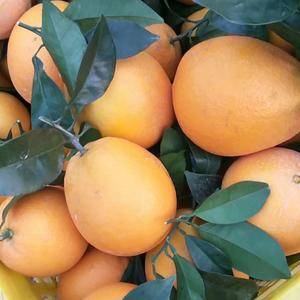 (18176781208）几十亩地的爱媛38号果冻橙，脐...