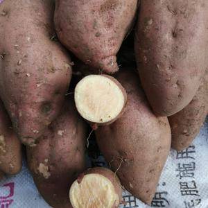 新鲜上市“西瓜红薯“
农家直供，山东泰山地区高品质红薯...