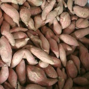 五莲丘陵烟薯25大量供应