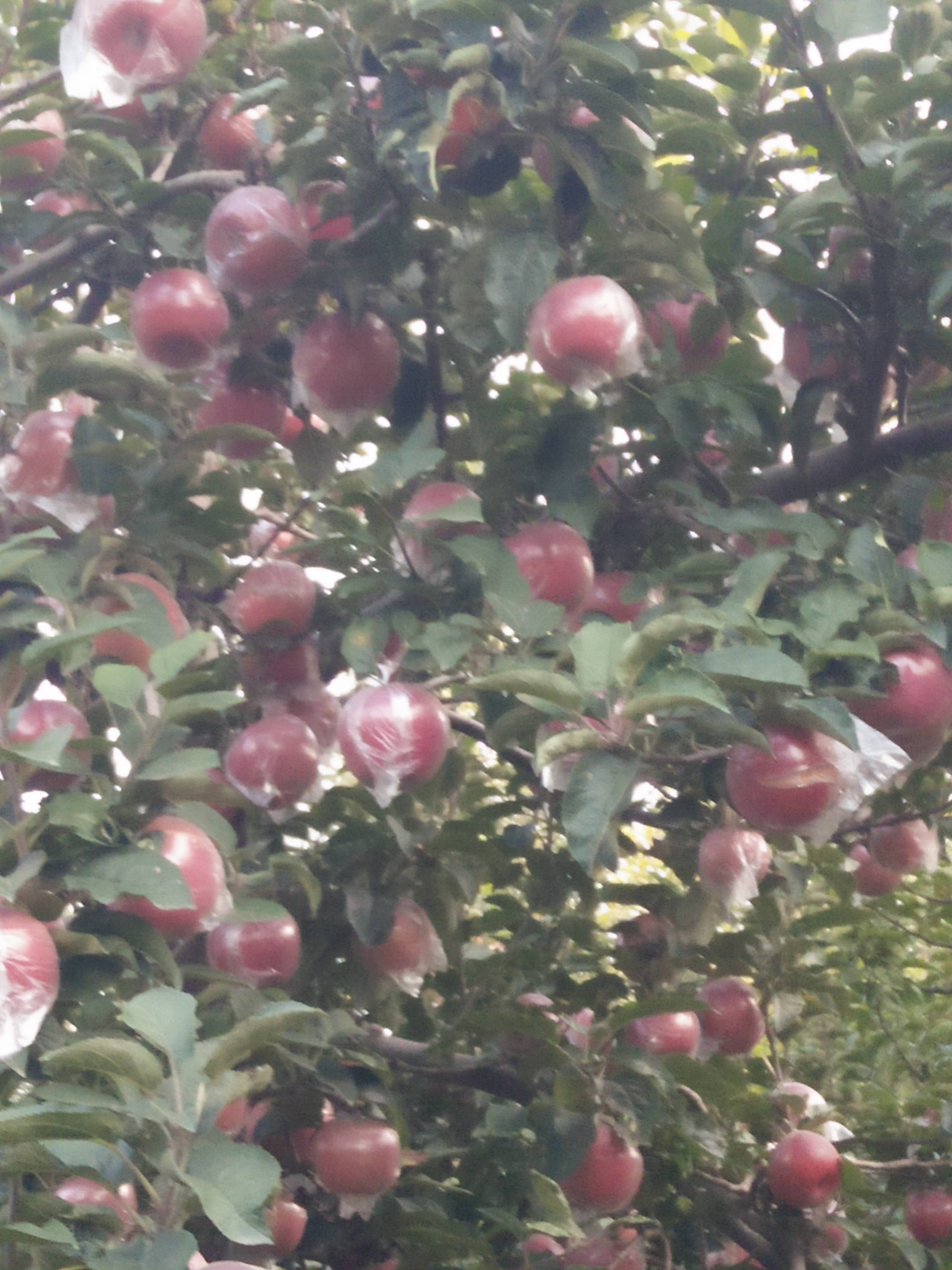我这的国红苹果是全国最大的国红苹果生产基地。我村有4-5千亩。以全红，高庄，含糖量高。脆甜，没酸味，深受消费者喜爱而闻名。销往全国各地。现在以大量上市欢迎各地客