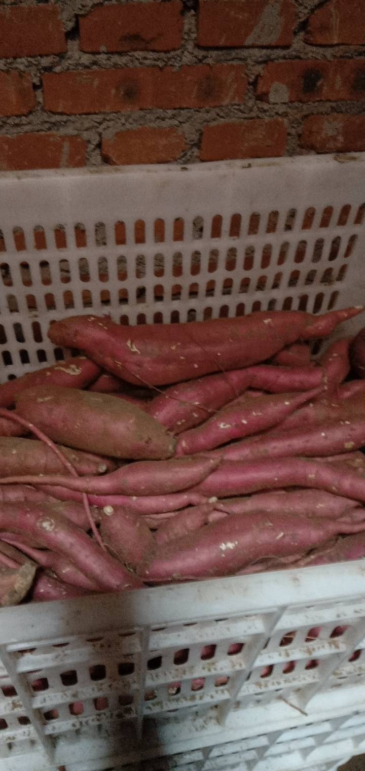 自家产山地红薯，大量供应