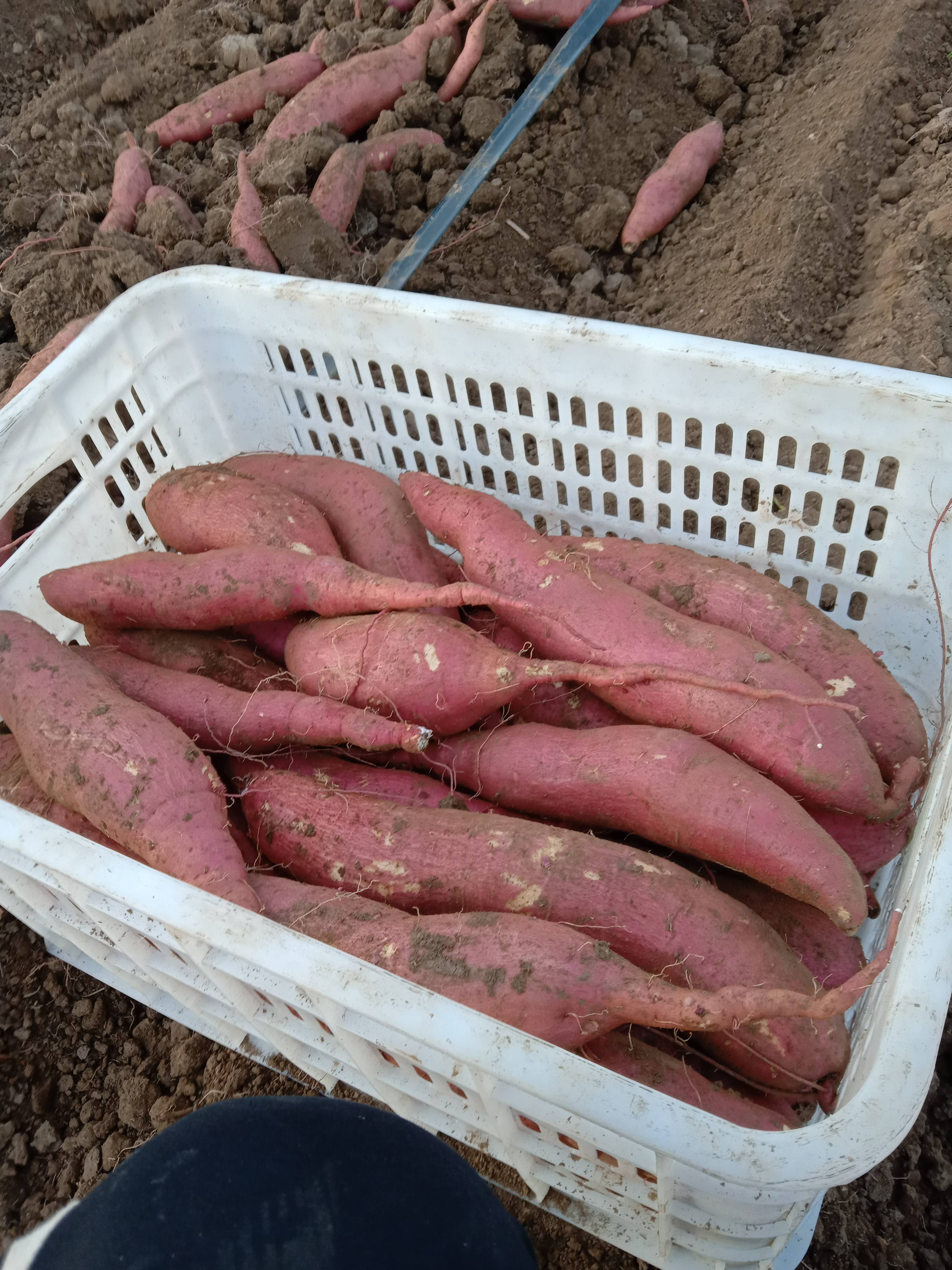 自家产山地红薯，大量供应