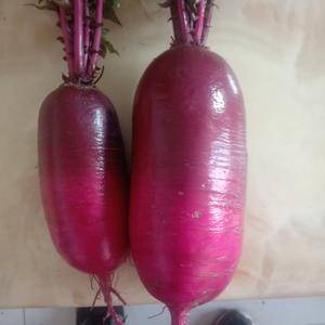 紫美人水果萝卜试种2万斤