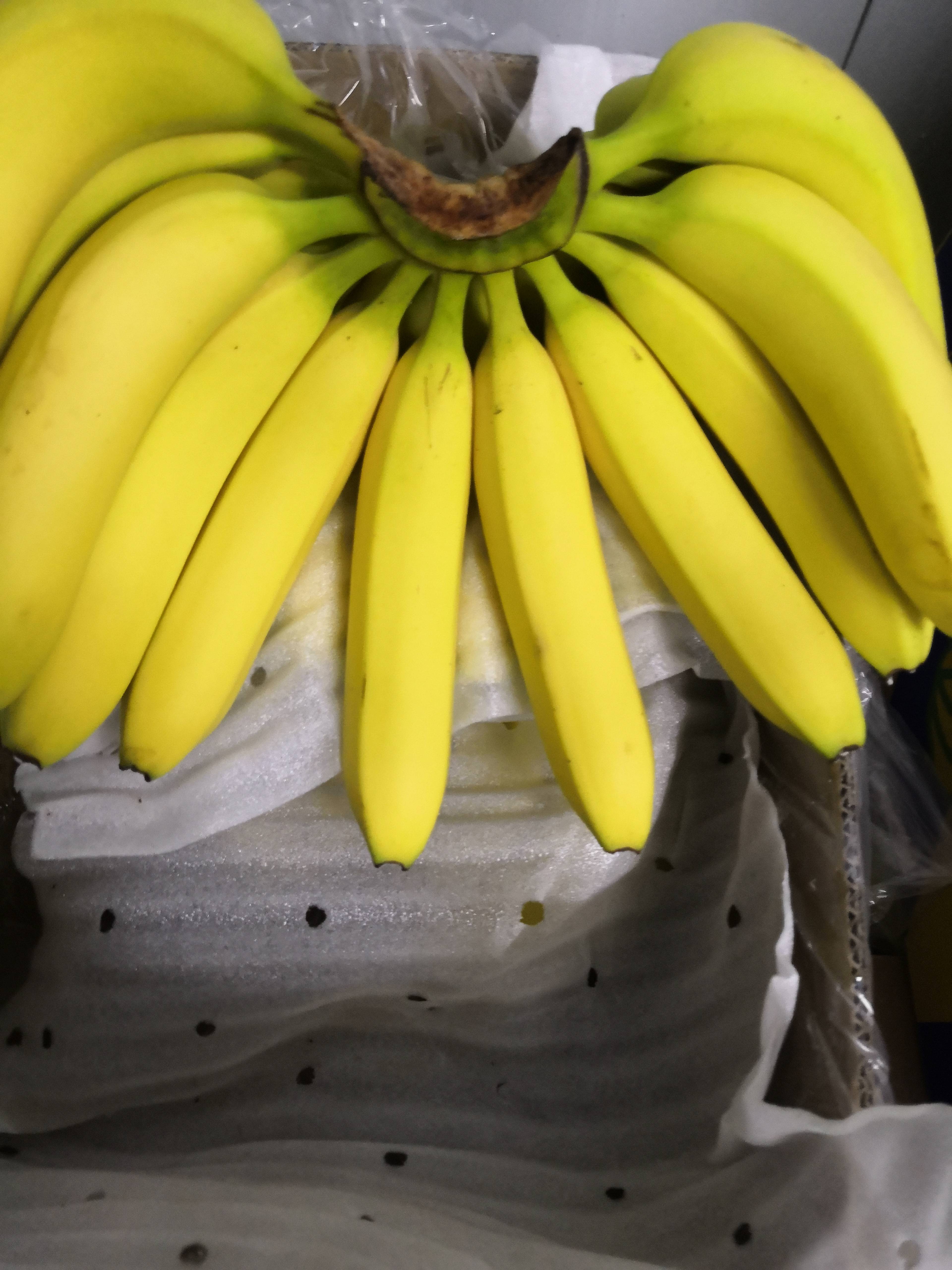 进口蕉，越南蕉，青蕉熟蕉质量保证，水蕉，诚信第一，质量保...