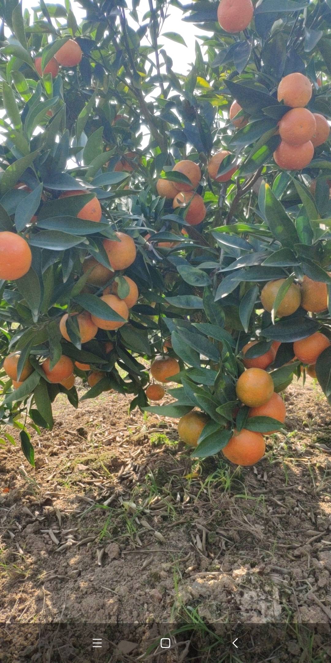 广西象州县  东方红  皇帝柑  清香橘  已经上市  需要下来找货的 老板可以联系我  代办阿成 电话15878275878