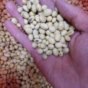 农家自产黄豆，2.5元一斤，良心卖家，不欺骗消费者。