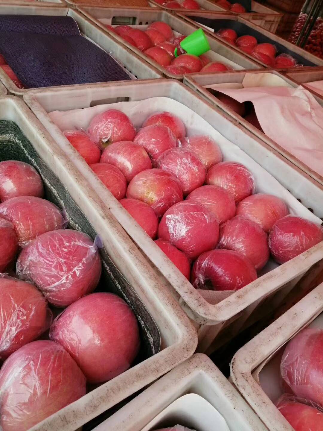 大量供应山西运城万荣黄土高坡优质膜袋、纸加膜（条纹红、片红）红富士苹果，红香酥梨，酥梨，玉露香梨