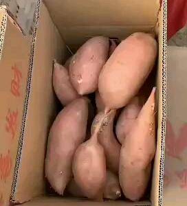 大量出售红薯，龙薯九9号，烟薯25,各种加工厂红薯