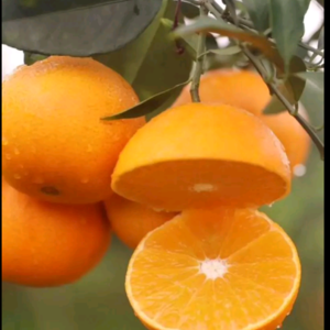 秭归脐橙本代办以诚信为主，质量为根，免费提供食宿，打蜡包...
