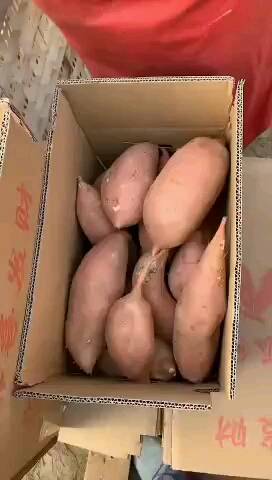 大量出售红薯龙薯九，烟薯25,各种加工厂红薯