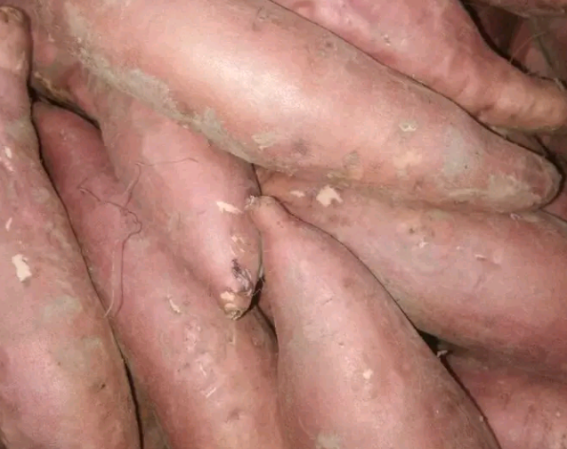 大量出售红薯龙薯九，烟薯25,各种加工厂红薯