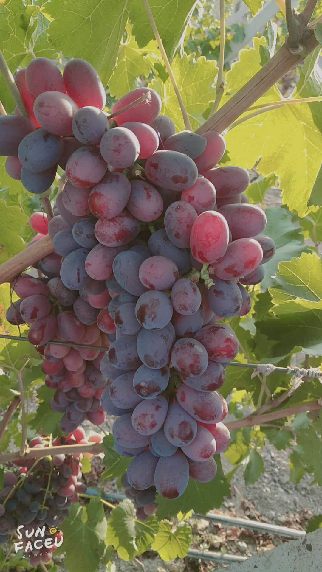 新疆克伦生葡萄大量出