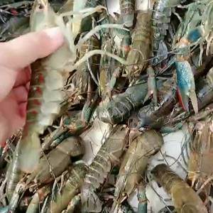 澳洲淡水龙虾，富含90%花青素，痛风的人可以狂吃！